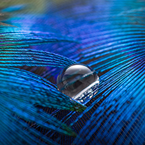 Water drop on Blue and Purple  Colored Feather