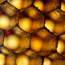 Honeybee Hive and honeycomb ultra macro photos with light passing through it