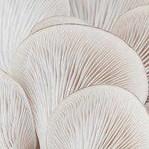 Macro of the gills of an oyster mushroom
