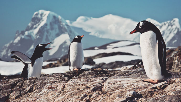 Squabbling penguins.
