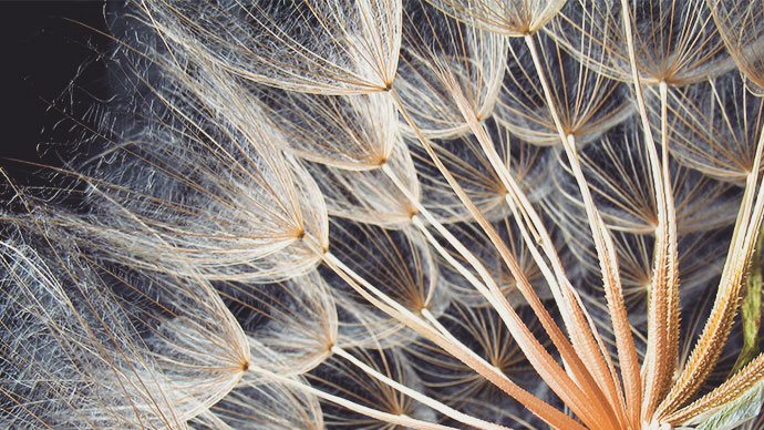 dandelions up close.