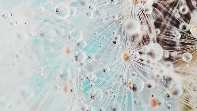 Dandelion and dew drops - Abstract Macro like alien landscape.