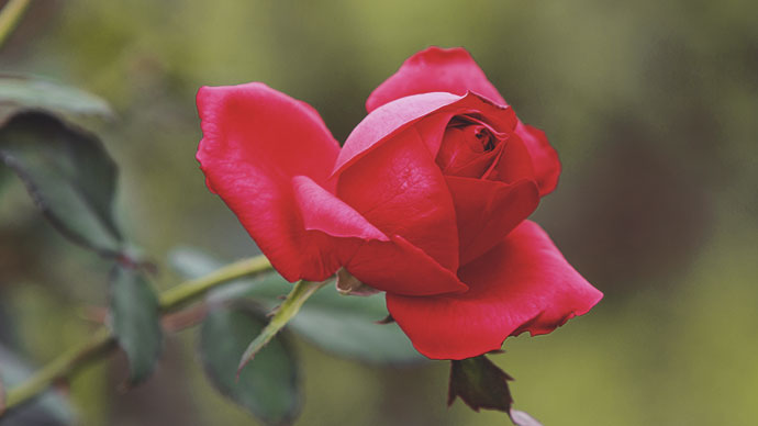 Red rose up close.