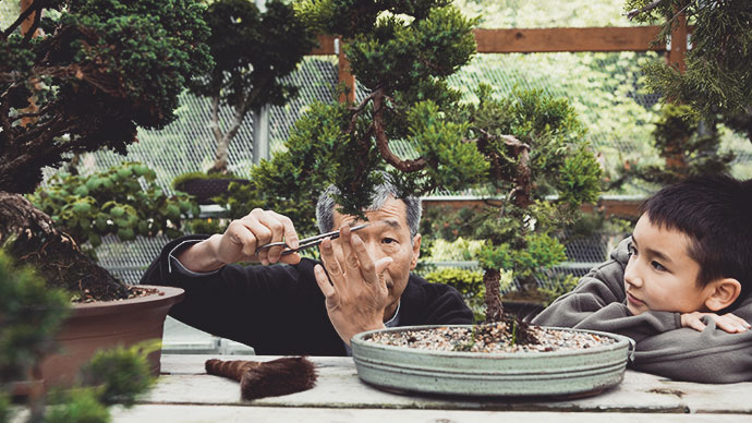 Older Asian man trimming bonsai tree with grandson watching.