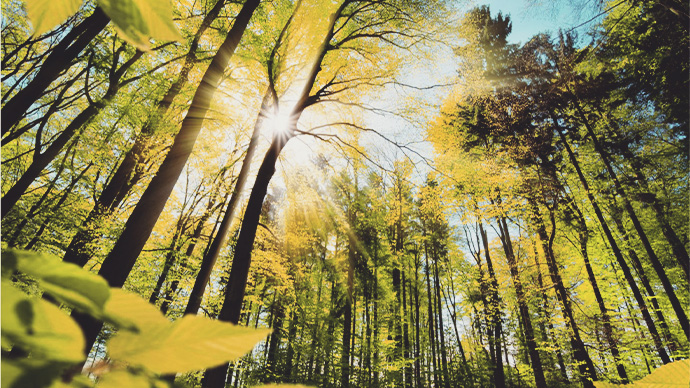 Sunlight shinning through trees in forest