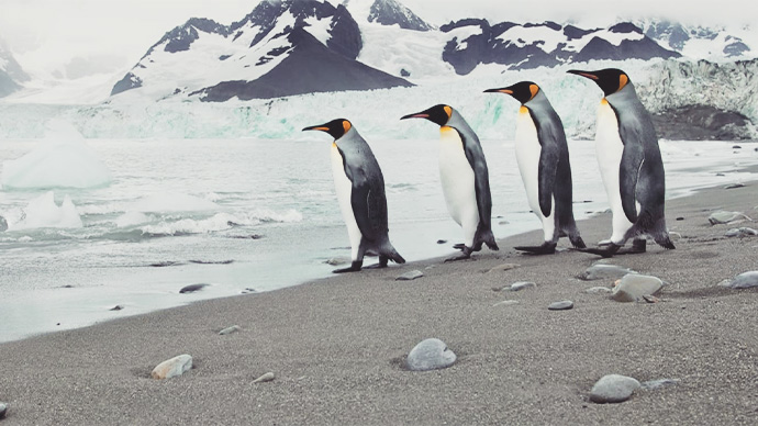 "Four King penguins toddle along a sandy beach toward an icy sea. Beyond them rise the mountains of Tierra del Fuego."
