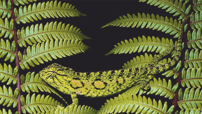 chameleon close up in tree