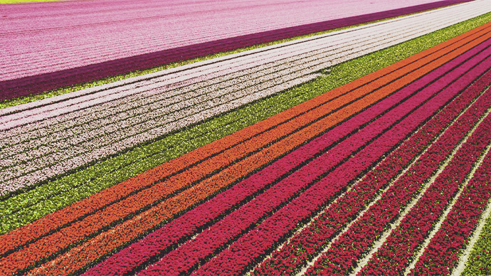 Rows of colorful flowers at flower farm.