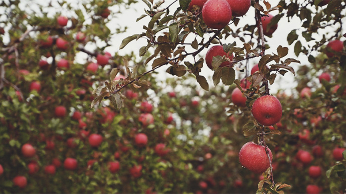 Apple orchard