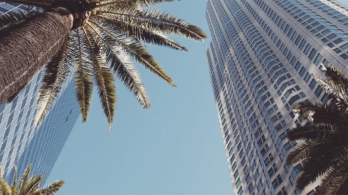 Looking up, palm trees office buildings
