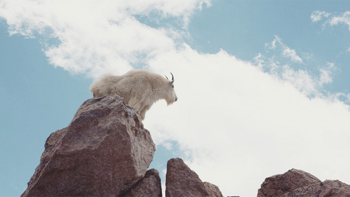 Looking up at mountain goat perched on rock outcrop 