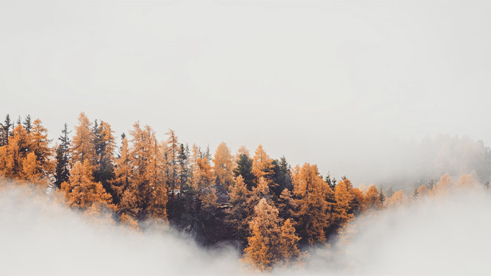 Pine trees in thick fog