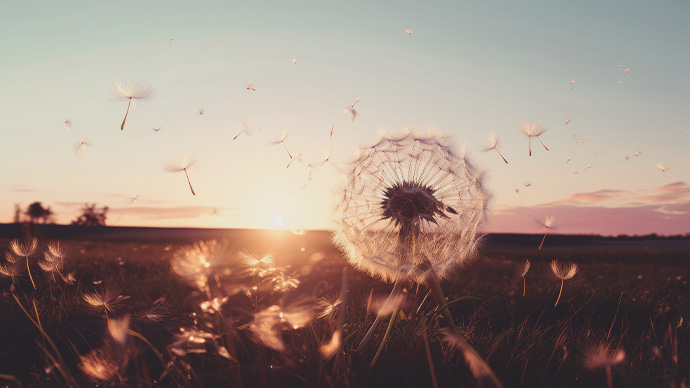 dandelion seeds blowing off  field of dandelions