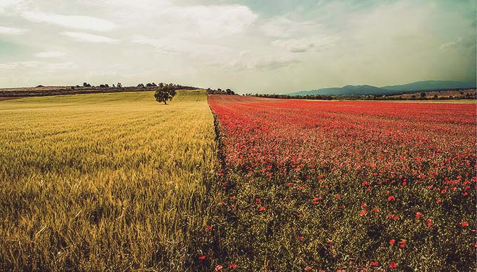 field changing landscape