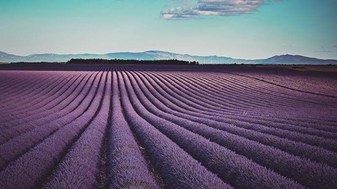 lavender fields beautiful
