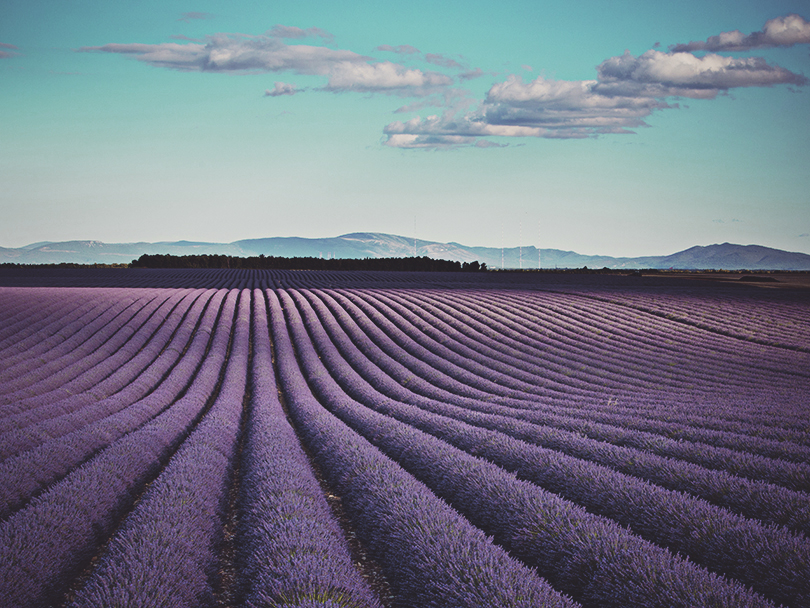 Sunbeam on the lavander fields at Provence - France