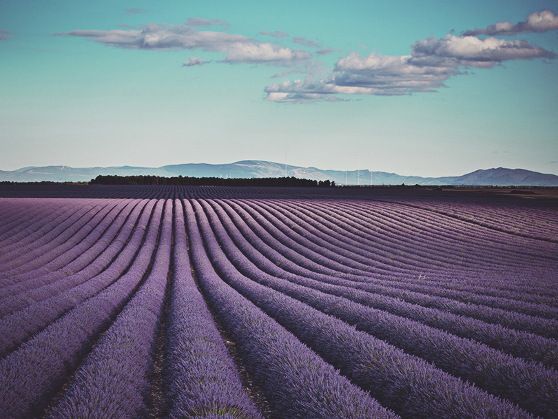 Global families have complex needs Sunbeam on the lavander fields at Provence - France