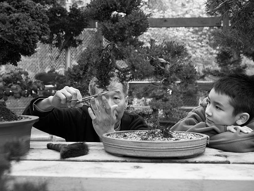 grandfather and grandson, bonsai tree