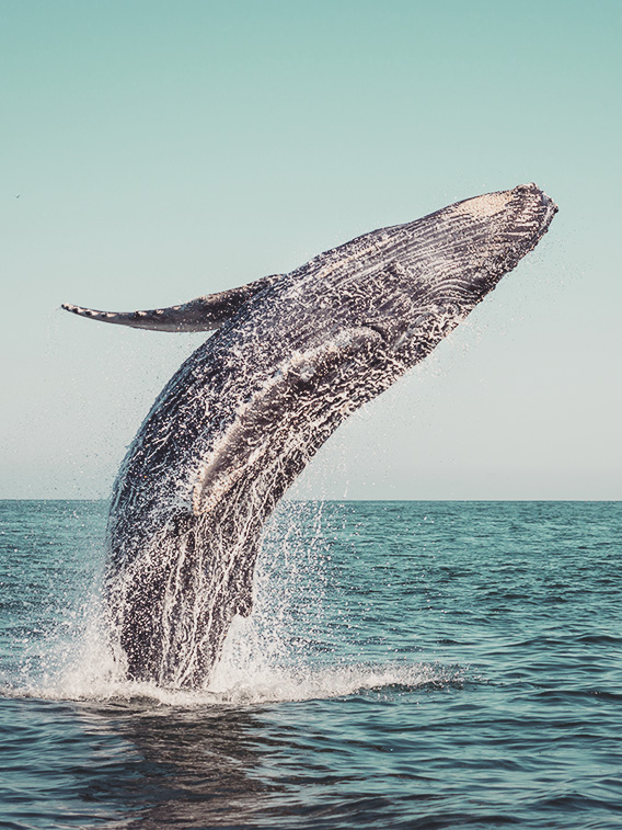 Happy whale breaching