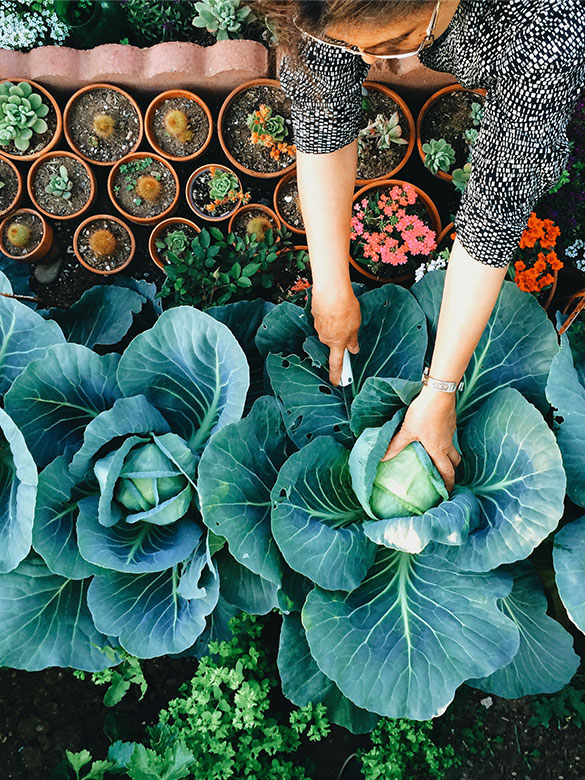 woman harvesting a plant