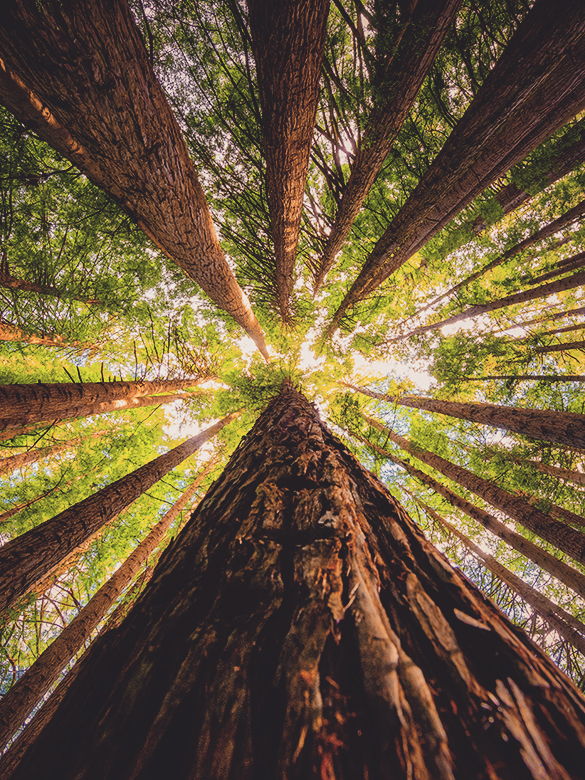 Looking up towards the sky in the woods