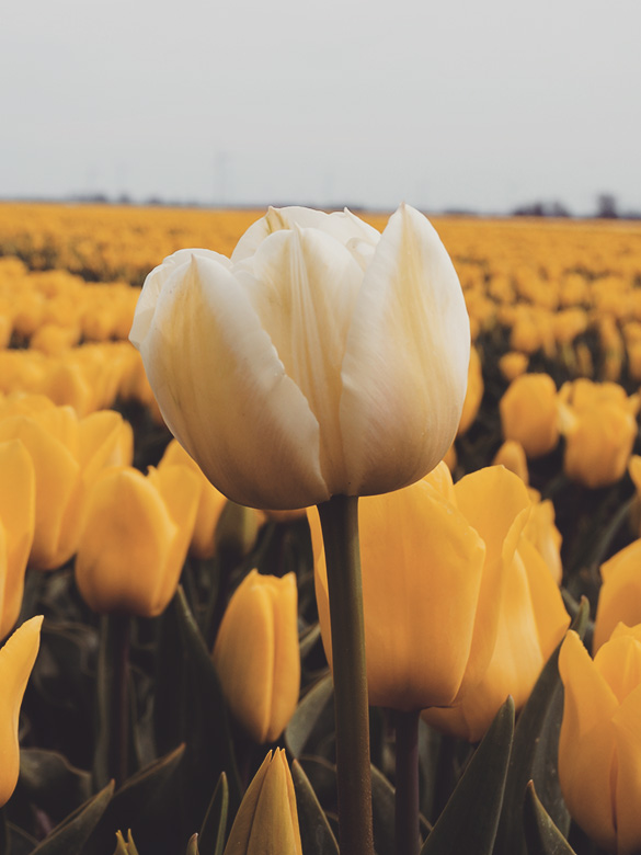 Tulip Field Netherlands